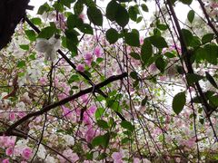 -深圳国际园林花卉博览园