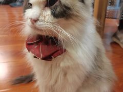 -猫小院猫主题咖啡厅(北锣店)