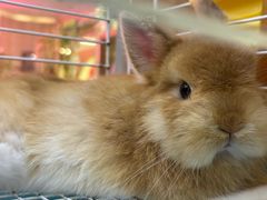 -宠物兔专门店(天丰利市场店)