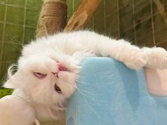 -首开·龙湖成都西宸天街