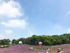 -大塘金香草谷