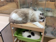 -藏猫猫咖啡主题馆(中央大道店)
