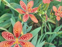 -黑龙江省森林植物园