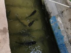 柴锅炖水库鱼-姥家大锅台水库渔家