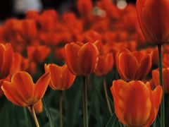 -长春公园(普阳街道)