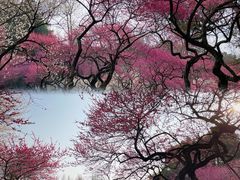 -杭州植物园
