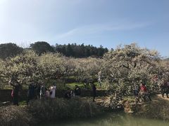 -香雪海