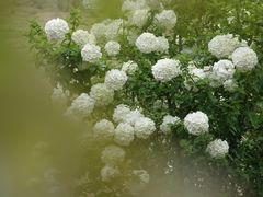 -杭州植物园