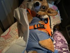 -美联众合动物医院·24h转诊中心