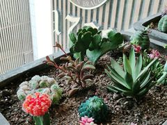 -凯德瑞花园餐厅(大唐芙蓉园店)