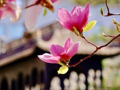 -白云观