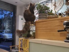 -平行世界·猫咖(首经贸店)