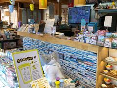 -猫的天空之城概念书店(丽江古城饮玉巷店)
