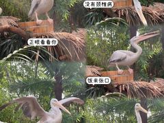 -广州长隆野生动物世界