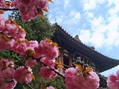 -西安青龙寺遗址景区