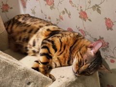 -猫小院猫主题餐厅(三里屯店)