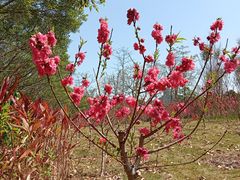 -南宁花花大世界景区