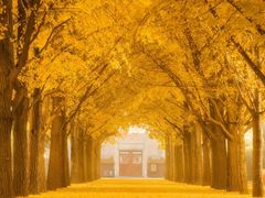 -三里屯东五街银杏大道