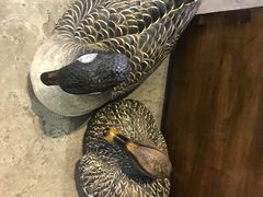 -金苑酒家·客家菜·广东老字号(万象店)