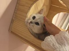 -猫咪派对(江南西店)