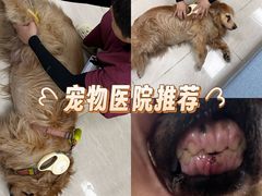 -美联众合动物医院·24h京西诊疗中心