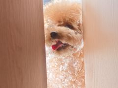 -艾贝尔宠物医院 ·内科全科(梁溪路店)