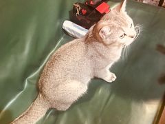 -猫色咖啡·猫咖
