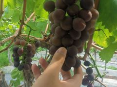 -金谷域澳洲庄园