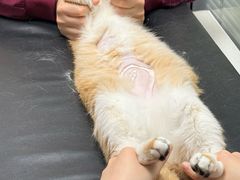 -伟伟宠物医院·CT影像中心·瑞派犬猫综合性门诊(汉口总院)