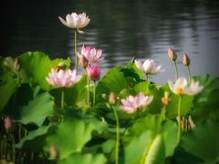 -莲花池公园