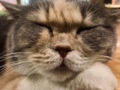 -藦茜花园宠物主题亲子互动体验馆(国顺东路店)