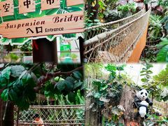 -正佳雨林生态植物园