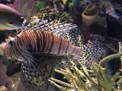 -瑞普利水族馆