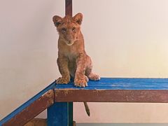 -北京野生动物园