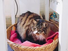 -Anne猫窝咖啡屋