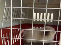 -四月宠物医院·猫专科·心脏专科·内科(转塘店)