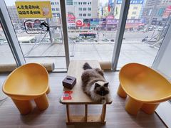 -藏猫猫咖啡主题馆(中央大道店)