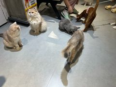 -琪喵猫屋·撸猫猫咖·猫舍