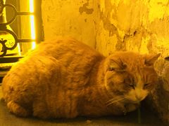 -Sirena海妖日咖夜酒