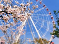 -顾村公园