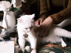 -豌豆小院咖啡馆