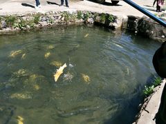 -可心烤鱼