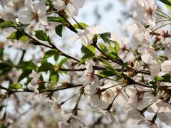 景点-高东镇樱花园