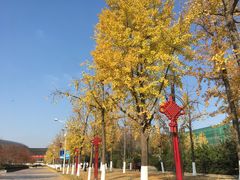 -金陵图书馆