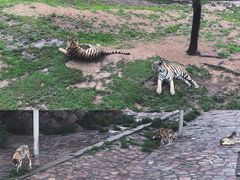 -西霞口神雕山野生动物世界