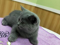 -瑞鹏宠物医院·夜间急症·心超·猫科(祖庙分店)
