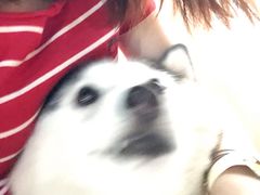 小苹果-Husky Go! 哈士奇体验馆·宠物咖啡厅狗咖
