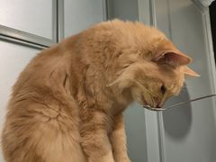 -安格丽娜·狗咖·猫咖羊驼咖(春熙路百盛商场店)
