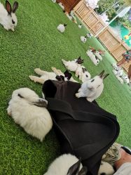 -萌宠亲子动物乐园(槐房万达店)