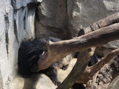 -广州长隆飞鸟乐园